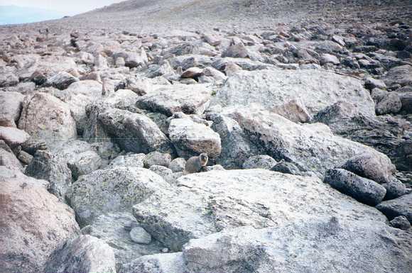 Marmot in Boulder Field (elev. 13,000 ft)