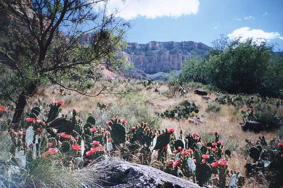 Blooming cacti