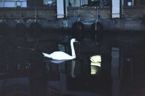 Swan