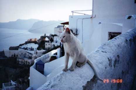 Greek Cat