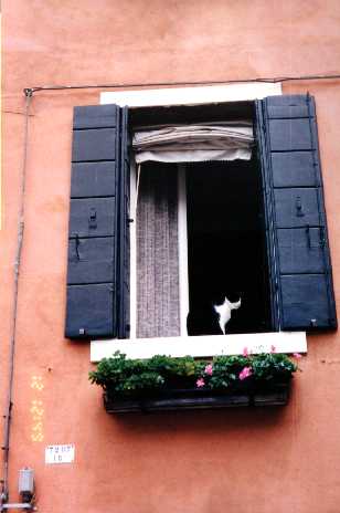 Venetian cat